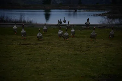 DSC_0963 (Large).JPG